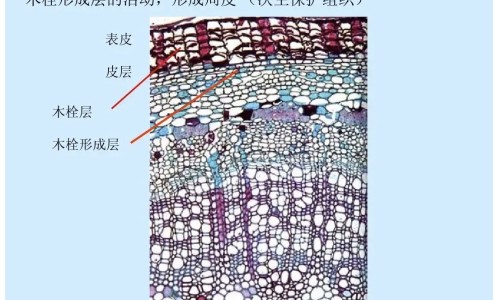 胎盘美容作用与功效网-分享胎盘多肽美容效果如何，胎盘美容作用与功效图片知识库
